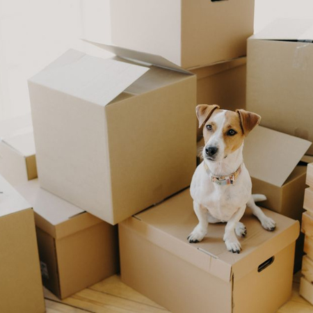 Rightsizing home downsizing boxes advantages of downsizing packed boxes packing boxes moving home downsizing home