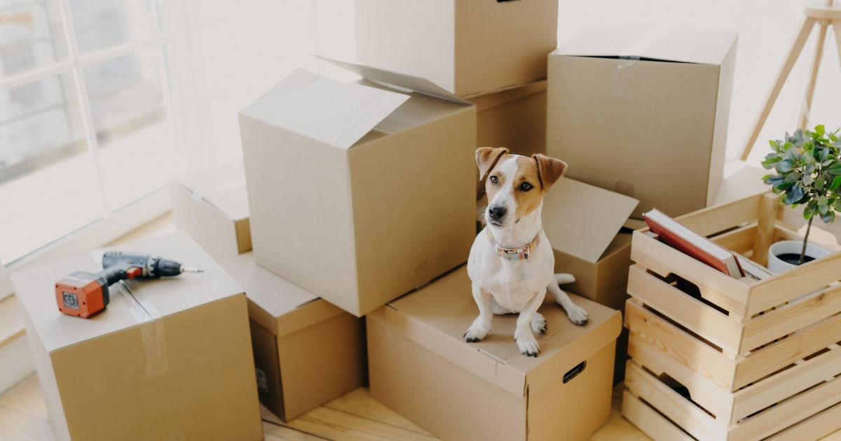 Rightsizing home downsizing boxes advantages of downsizing packed boxes packing boxes moving home downsizing home