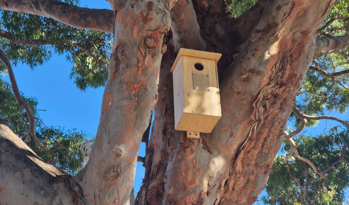 A birdbox installed on a gumtree