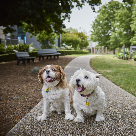 Pet friendly villages at Keyton
