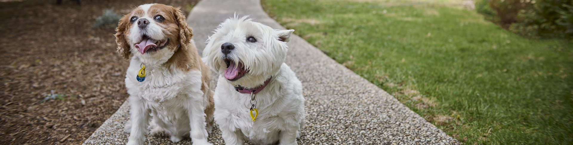 Pet friendly villages at Keyton