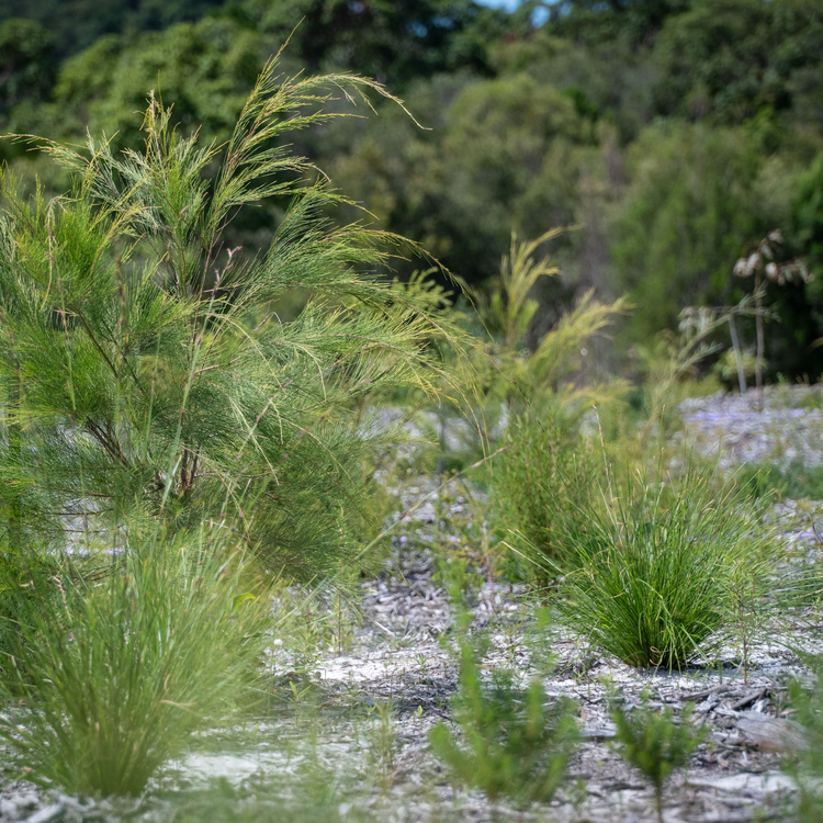 Image for press release about Sunrise Beach rehab site
