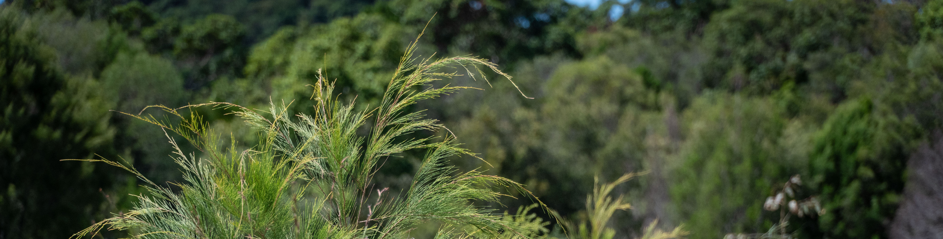 Image for press release about Sunrise Beach rehab site