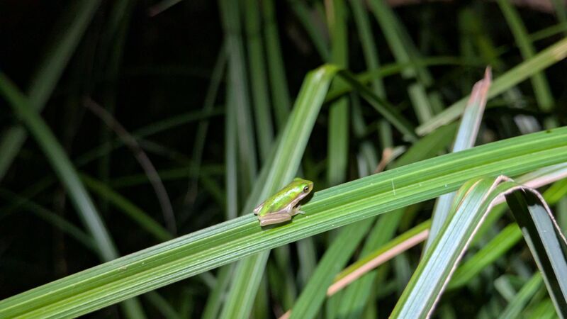 Green frog on a leaf