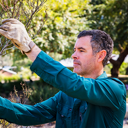 Forest Hills gardener Troy Urlichs tending to a tree