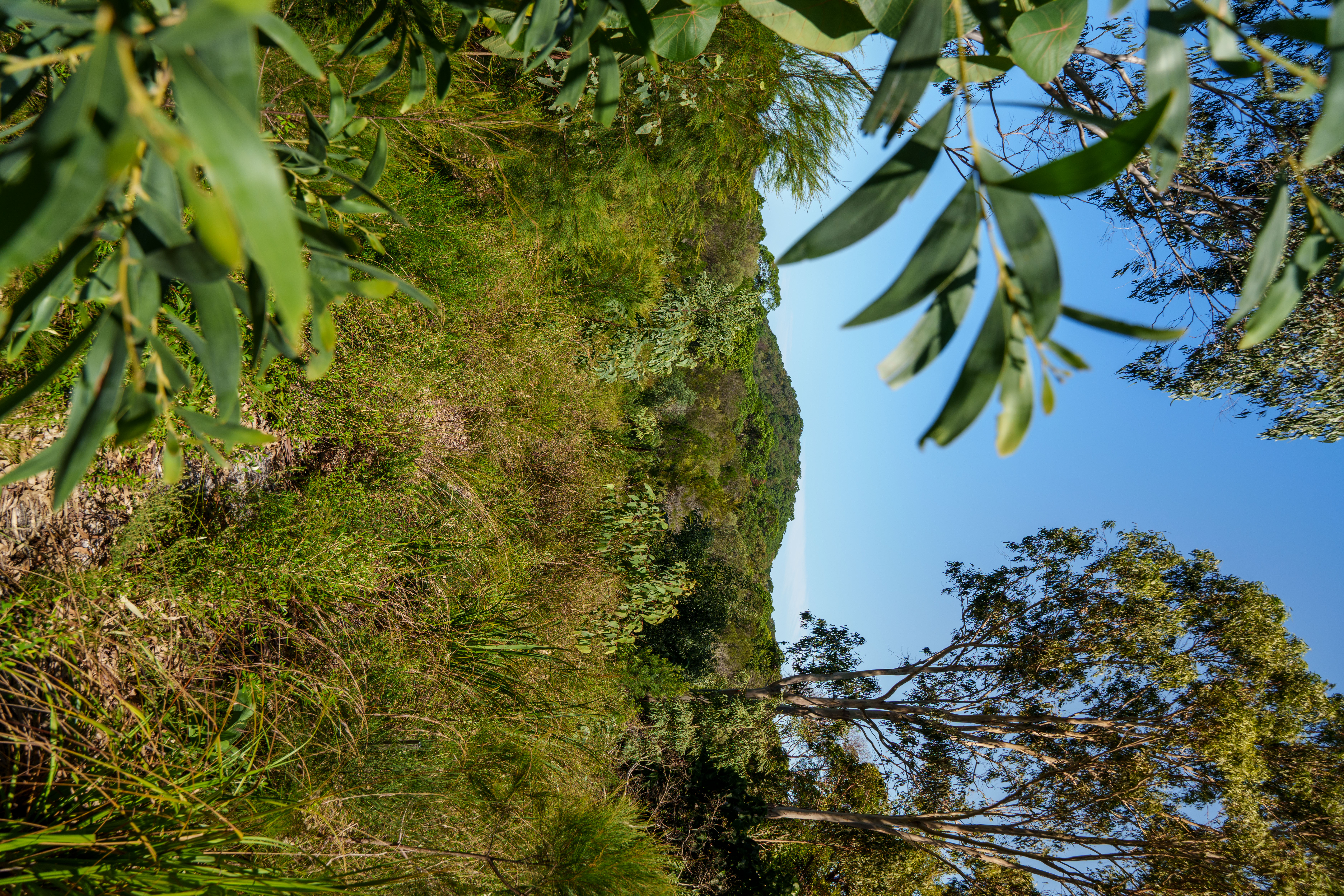 Sunrise Beach rehabilitation site progress from 2023 to 2026