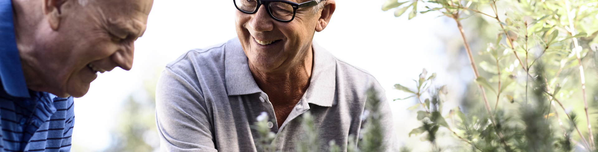 Couple of senior men looking at the herbs' leaves of a tree in the garden