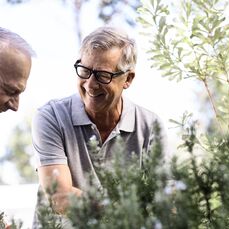 Couple of senior men looking at the herbs' leaves of a tree in the garden