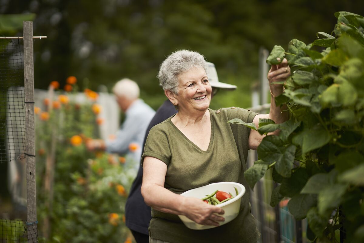 Resident picking fruit at a community vegetable garden at Coastal Waters