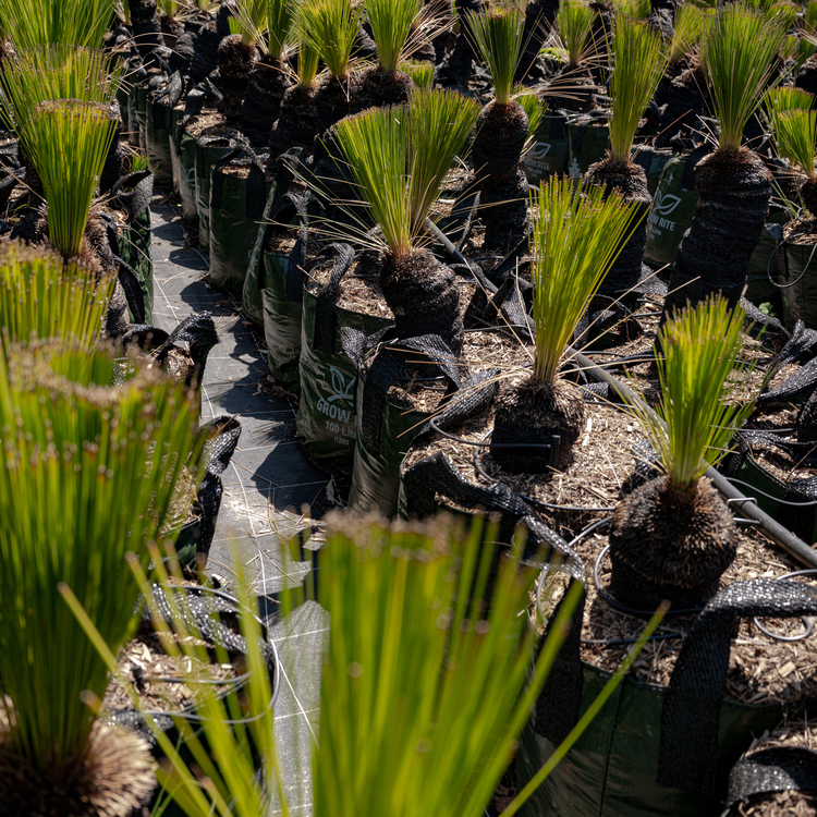 grass trees in nursery