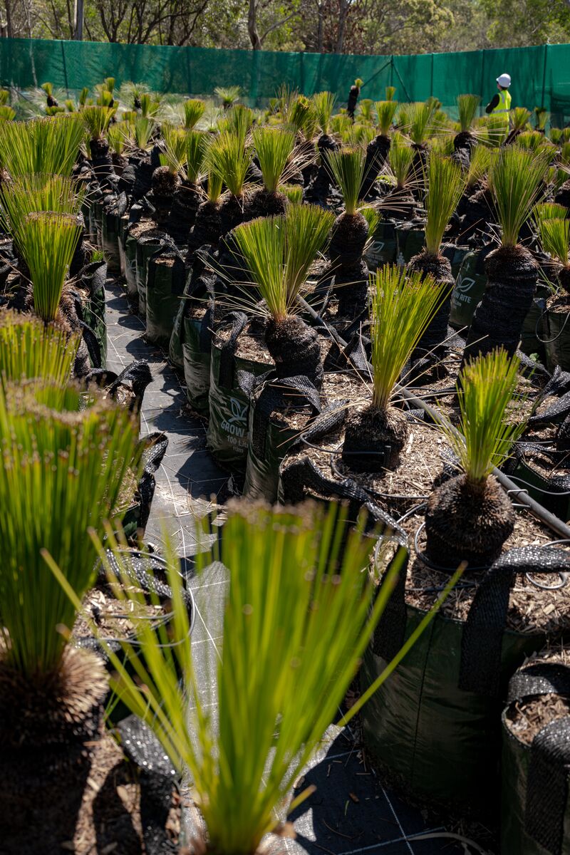 Grasstrees in compound