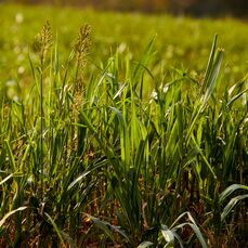 A close-up image of blades of green grass.