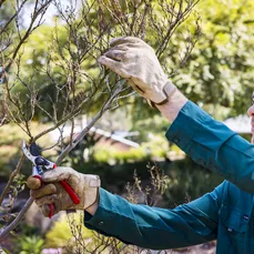 Forest Hills gardener Troy Urlichs trimming a tree