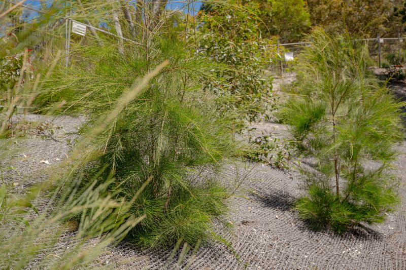 She oaks planted in ground