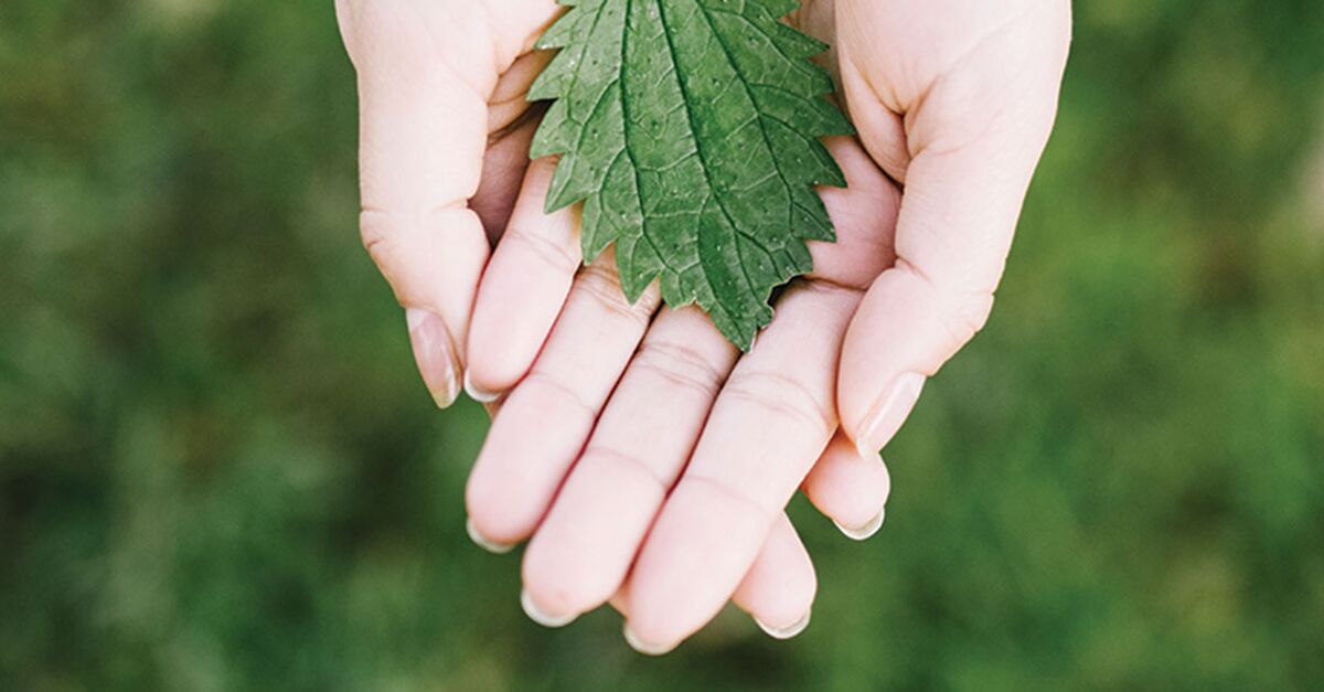 A green leaf in the palm of open hands represents the importance of mental health in older adults.