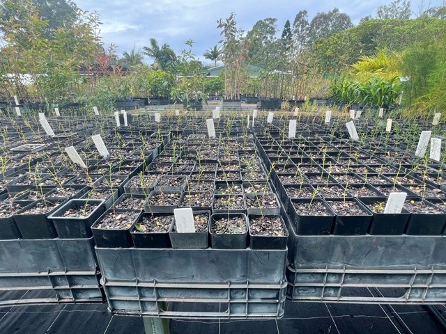 Since 2021, over 6,000 she-oaks and other native plants have been gifted locally ensuring they contribute meaningfully to the local environment