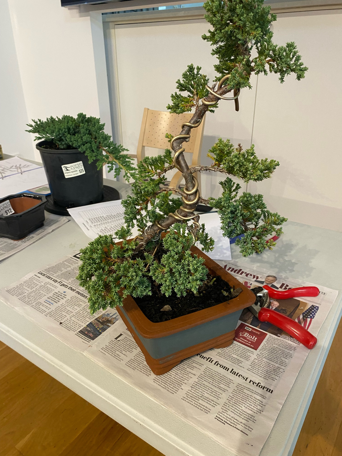The resident group has gained valuable knowledge about bonsai care