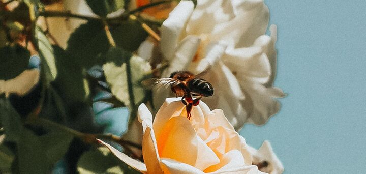 A close-up image of a bee landing on a peach-coloured rose.