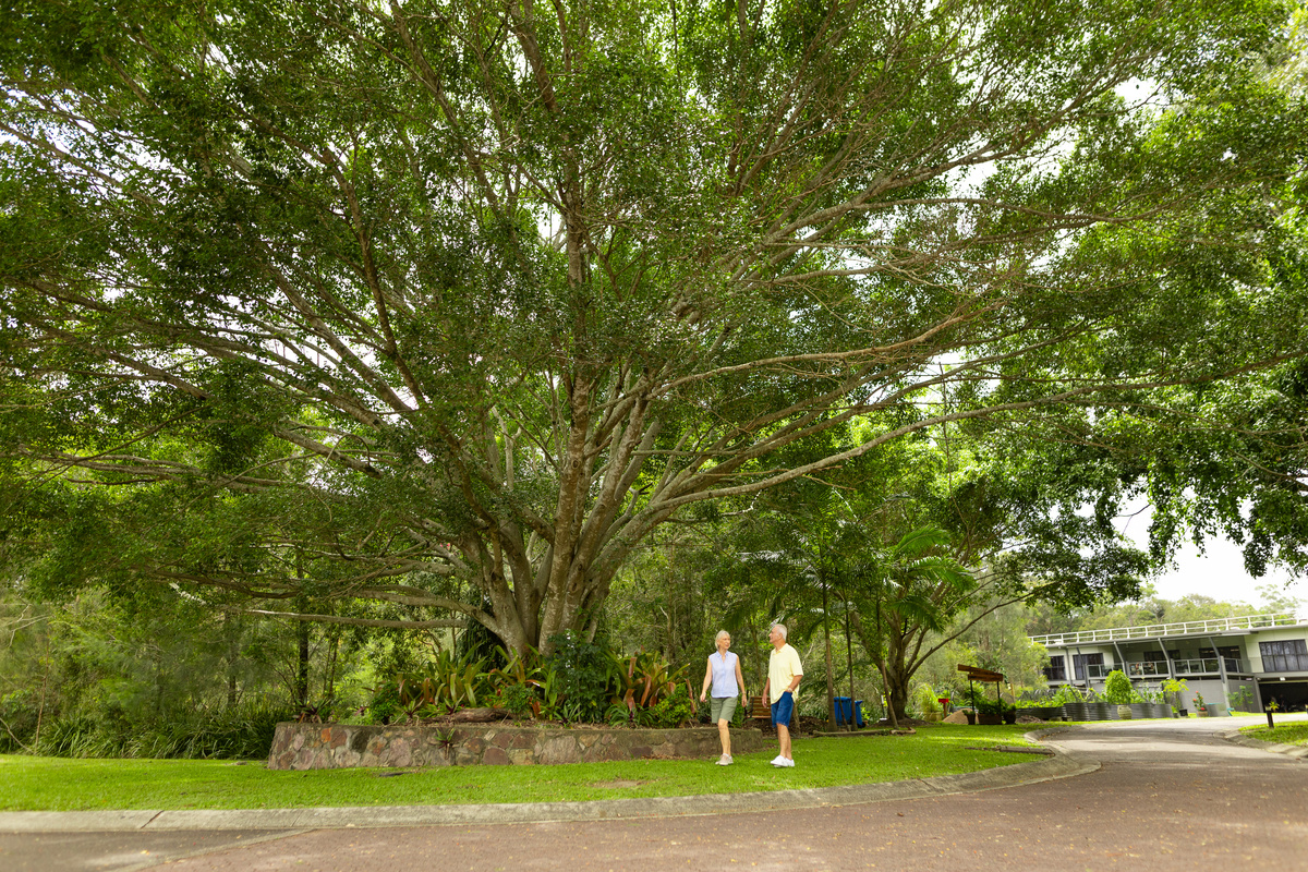 Buderim Gardens Fig Tree