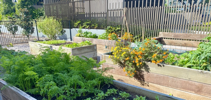 A picture of the raised vegetable garden beds at Bernborough Ascot