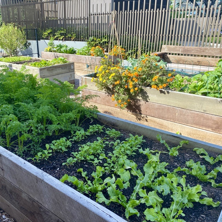 A picture of the raised vegetable garden beds at Bernborough Ascot