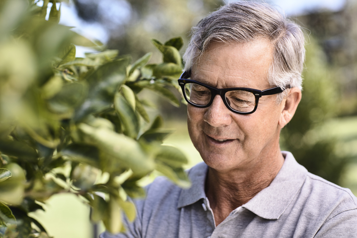 Senior man looking at the herbs' leaves of a tree in the garden